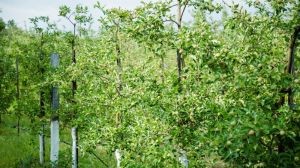 У садах помічено розповсюдження шкідників плодових дерев
