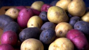 Вітчизняні селекціонери представили два сорти кольорової картоплі