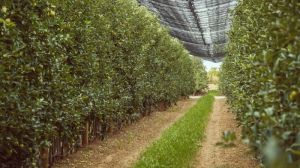 UKRAVIT представила новий інсектицид для захисту садів