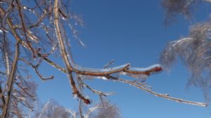 Весняні заморозки знищили частину врожаю фруктів в Болгарії