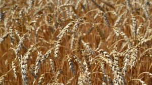 Виявлено новий механізм стійкості пшениці до засолених ґрунтів