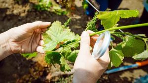 Садівник вирощує на Закарпатті європейські сорти винограду