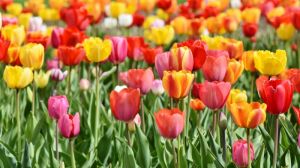 На Закарпатті розквітло 10 тисяч тюльпанів
