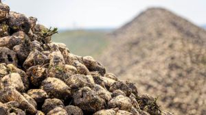 Цьогорічний врожай цукрових буряків на Волині оцінюють в майже 0,5 млн тонн