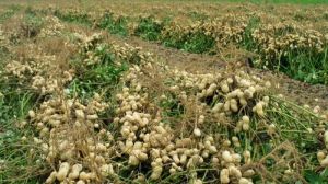 Фермер з півдня України у промислових масштабах вирощує арахіс на поливі