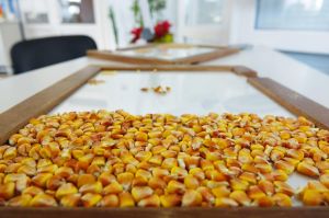 Бельгійським науковцям дозволили робити польові випробовування кукурудзи за CRISPR-технологією