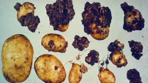 Фітосанітарні експерти попередили проникнення до України небезпечної хвороби картоплі