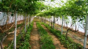 На півдні України виноград вигідно вирощувати в теплицях на гідропоніці