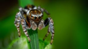 З отрути павуків хочуть створити біоінсектициди швидкої дії