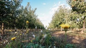 Локальні заморозки частково знизять врожай абрикосів та вишень — Адаменко