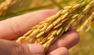 Виробництво рису в світі досягне 505 млн тон в 2019-20 сезоні - МЗС