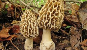 Вирощування грибів-зморшок може стати популярним на Півдні України
