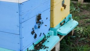 У трьох районах Рівненщини розслідують загибель бджіл
