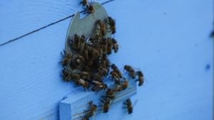 У Держпродспоживслужбі розповіли, як уникнути непорозумінь між бджолярами та аграріями