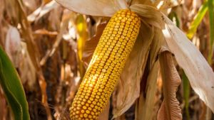 Кукурудзяний глютен має гербіцидні властивості, проте такий контроль не має економічного сенсу