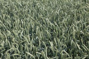 До 2020 року світовий урожай пшениці виросте на 9%