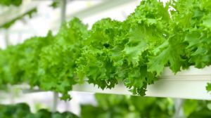 В Україні отримано перший аквапонічний врожай салатів
