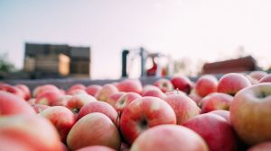 Цьогорічний врожай яблук очікується таким же, як і минулого року ― прогноз