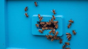 На Київщині аграріїв звинуватили у масовій гибелі бджіл