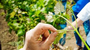 Вітчизняні науковці виростили виноград, адаптований до північних областей