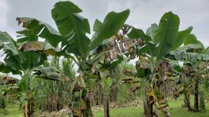Через грибкову хворобу виробникам бананів в світі загрожує неврожай
