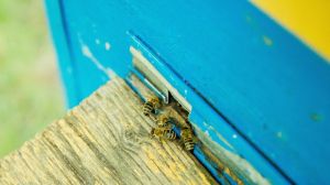 В масовій гибелі бджіл на Хмельниччині пасічники звинуватили аграріїв