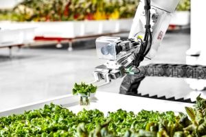 У США зібрали перші овочі, вирощені роботами