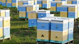 В разі отруєння бджіл пестицидами непланова перевірка проводитиметься протягом доби — Мінагрополітики