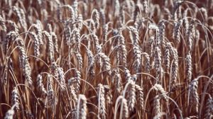 Науковці навчились прогнозувати урожайність пшениці з точністю до 75%