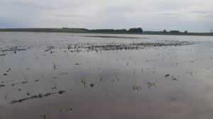 Через зливи аграріям на Полтавщині позатоплювало поля