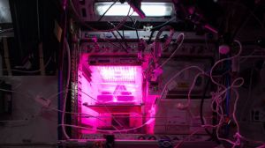 NASA експериментує з вирощуванням рослин у космосі