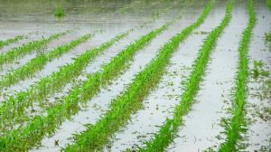 Внаслідок злив на Закарпатті підтопило сільгоспугіддя