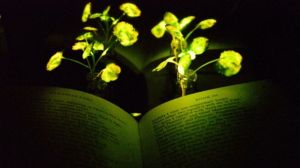 Вченим вдалося створити люмінесцентні рослини