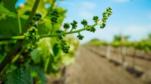В Україні створили Асоціацію виноградарів та виноробів Закарпаття