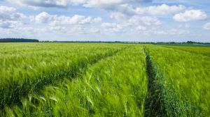 Посівами озимих та ярих зернових поширюються хвороби та шкідники