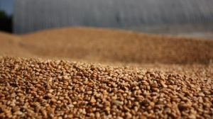 Валовий збір зерна в Україні може сягнути нового рекорду