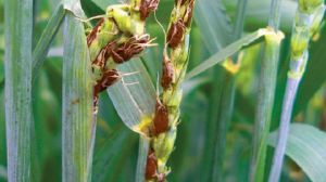  Новий стандарт розширює методики визначення пшениці на наявність спор сажки — експерт