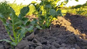 Вчені з’ясували як уникнути втрат врожаю картоплі через спеку