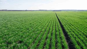 Розвиток озимих зернових в Україні випереджає середні багаторічні строки
