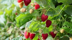 Експерти прогнозують скорочення виробництва малини в Україні