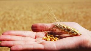 В Україні набув чинності новий стандарт на пшеницю