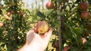 Херсонські садівники ризикують втратити чверть врожаю плодових культур