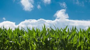 Виробництво кукурудзи в США скоротиться майже на 10% — USDA