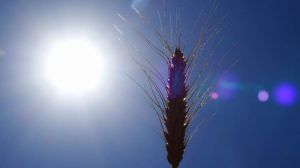 Спека не становить загрози для врожаю зернових — Адаменко