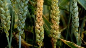 Фузаріоз загрожує врожаям зернових на Волині