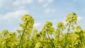 Лімагрейн Україна пропонує на вигідних умовах придбати насіння ріпаку