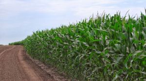 На більшості площ посіви кукурудзи забезпечені достатньою кількістю вологи