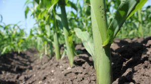 На Чернігівщині встановлено історичний рекорд з сівби кукурудзи