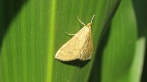 Стебловий метелик масово шкодить посівам кукурудзи на Прикарпатті