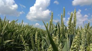Тернопільським аграріям представили сорт пшениці з потенційною врожайністю 15 т/га